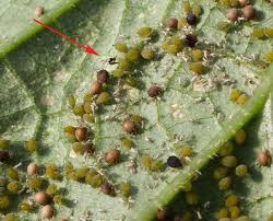 Onr:4978560 > handbook of plants. 8 Integrated Pest Management Ipm Nc State Extension Publications