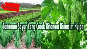 Namun, pucuk hop juga mempunyai tujuan yang ramai daripada kita tidak mampu untuk bayar. Jenis Tanaman Sayur Yang Cocok Ditanam Dimusim Hujan Dan Cara Budidayanya Faunadanflora Com