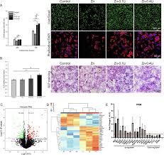 Therefore, in vivo bone labeling has become a. Zn 0 4li Alloy Shows Great Potential For The Fixation And Healing Of Bone Fractures At Load Bearing Sites Sciencedirect