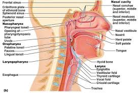 Class Blog Bio 202 Respiratory System Key Respiratory System Respiratory Medical Transcription