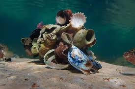 A filmmaker forges an unusual friendship with an octopus living in a south african kelp forest, learning as the animal shares the mysteries of her world. Sa Doccie My Octopus Teacher Makes Oscars Shortlist Laptrinhx News