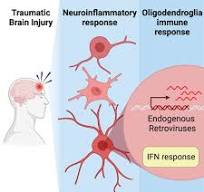 Single-cell transcriptomics of human traumatic brain injury ...