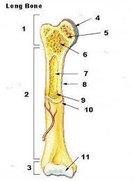 Blank bone diagram rome fontanacountryinn com, bone chart tirevi fontanacountryinn com, upper arm bone clickmypicture com, patella wikipedia, human bone diagram wiring diagrams click. Health Test Quiz