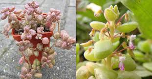 We did not find results for: Plectranthus Prostratus Pillow Plant World Of Succulents