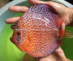 Ebay.com has been visited by 1m+ users in the past month Discus Fish Pictures Images Photos On Alibaba