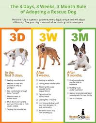 Maybe you would like to learn more about one of these? How To Adopt And Prepare For A New Dog Dog Tired Adventures