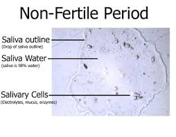 Ovatel Fertility Period Test Kit