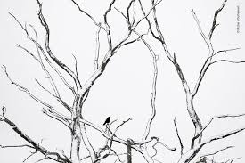 93 Of The Best Wildlife Photos Of 2018 Warning Some Images May Be Too Brutal