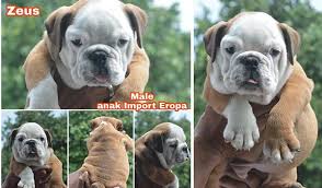Anak tunggal dari jeon jungkook dan kim taehyung. Dijual English Bulldog Male Anjing English Bulldog Anjingkita Com