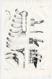 Rib cage, basketlike skeletal structure that forms the chest, or thorax, made up of the ribs and their corresponding attachments to the sternum and the vertebral column. Antique Print Human Anatomy Rib Cage Bones Cloquet 1821 Kunst Nbsp Nbsp Grafik Nbsp Nbsp Poster Theprintscollector