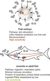 Fish have a fairly weak heart. Environmental Pollution And The Fish Heart Sciencedirect