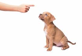 Verbal reprimands are all that should be necessary to discipline your dog. How To Discipline A Pitbull Puppy The Right Way Pitbulltribe Com