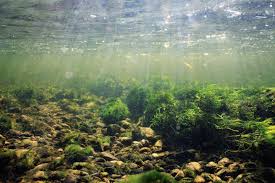 Many pond owners use ultraviolet and biological filters to control unicellular algae (one of the main greening algae in pools) and fish waste, but these do not keep string it works, but you do have to be vigilant to keep the pond reasonably clear. How To Clarify The Water In Your Pond With Recycled Gypsum Usa Gypsum