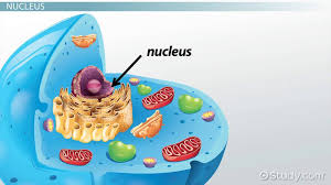 The distinction between prokaryotes and eukaryotes is considered to be the most important distinction among groups of organisms. Do Eukaryotic Cells Have A Nucleus Video Lesson Transcript Study Com