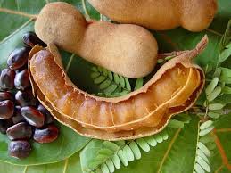 Tamarin Fruit Fruits Des Antilles Tamarin Fruit Fruits Exotiques Fruits Tropicaux