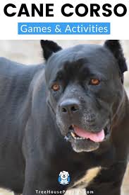 Cane Corso Games Activities Training Your Dog Cane Corso Your Dog