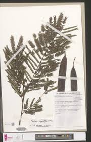 Image result for Microcharis remotiflora