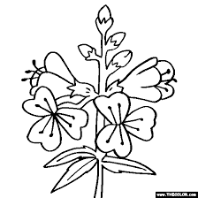 Show your kids a fun way to learn the abcs with alphabet printables they can color. Jacobs Ladder Flower Coloring Page Polemonium