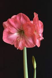 Amaryllis Lagoon S Exceptionally Large Flowers Have Thick Petals And A Sparkly Sheen The Deep Pink Blossoms Are Set Off By Gold Amaryllis Large Flowers Petals