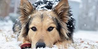 Are german shepherds the most loyal dog breed? Discover The German Shepherd Australian Shepherd Mix My Dog S Name