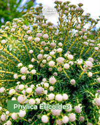 Image result for Phylica ericoides