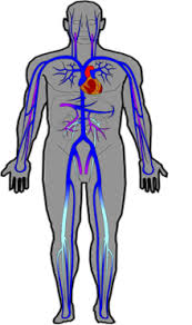 Artery is a blood vessel carrying blood away from the heart. Vein Simple English Wikipedia The Free Encyclopedia
