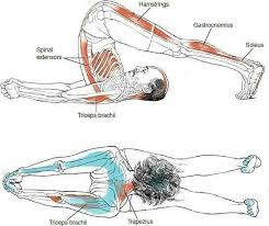 Halasana Anatomy Easy Yoga Workouts Yoga Muscles Yoga Anatomy