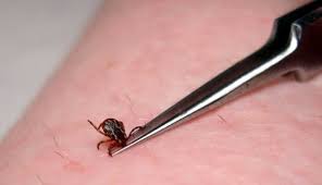 Aceasta se refera la praful fin care ne ramane pe degete daca prindem un fluture. Cum Indepartam O Capusa Prinsa De Noi Sau De Catelul Nostru