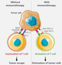 Image result for Immune Checkpoint Inhibitor
