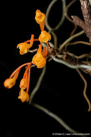 Image result for Microcoelia physophora