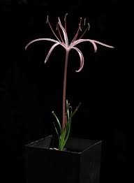 Image result for Ammocharis