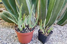 We did not find results for: How To Plant Care For Aloe Vera Pups Babies Instructables