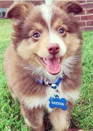 Pin By Carde App On Creatures Miniature Australian Shepherd Miniature Australian Shepherd Puppies Australian Shepherd Puppies