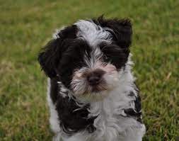 Why buy a havanese puppy for sale if you can adopt and save a life? Home