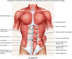 human body diagram of inner lower stomach area get rid of