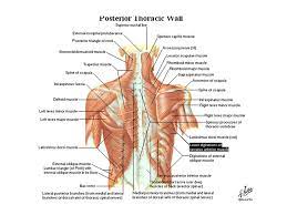 The muscles on each side form a trapezoid shape. Lecture One Superficial Back Ppt Video Online Download