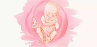 Semana 23 De Embarazo Cuantos Meses Son Posicion Del Bebe