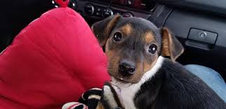 We did not find results for: How Poisonous Is Chocolate Really