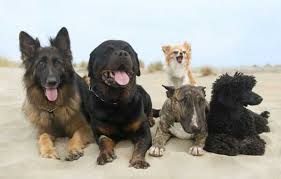 You also have to keep them trained and exercised to maintain their good behavior. German Shepherd Pitbull Mix Important Things To Know Now
