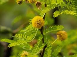 Image result for Acacia tenuispina