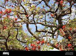 Image result for Erythrina latissima