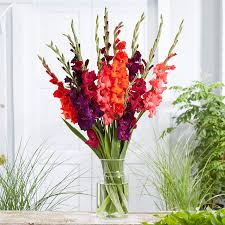 Image result for Gladiolus pretoriensis