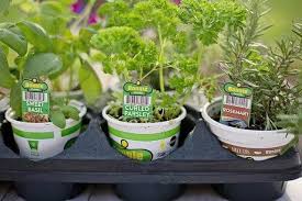 Basil needs some light to germinate, so don't plant the seeds too deeply—only 1/4 deep. How Do You Repot A Basil Plant Ready To Diy