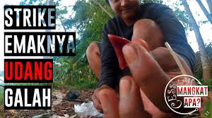 Udang jenis ini masuk kedalam spesies macrobrachium rosenbergii yang banyak ditemui diperairan air tawar yang dangkal. Umpan Hati Ayam Strike Mancing Udang Galah Youtube