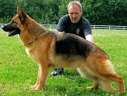 Black And Tan Faded German Shepherd Puppies German Shepherds Are One Of The Lost Intelligent Breeds And Due To This Make Great Police Dogs And Military Dogs Military Dogs German Shepherd Dogs Dog Breeds