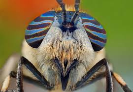Big Black Bug With White Stripes Does My Bug Look Big In This Incredible Super Close Up Pictures Of World S Most Colourful Critters Macro Photography Insects Insect Eyes Insects