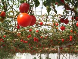 Tomato berasal dari benua amerika, iaitu di amerika tengah, selatan dan selatan amerika utara dari mexico ke peru. Khasiat Dan Kebaikan Tomato Untuk Badan Kita Eratuku