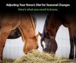 Classic Eventing Nation