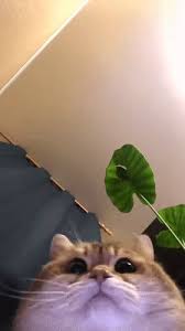 This Person Tried To Unlock Your Phone Cute Animals Cute Cats Funny Animal Pictures