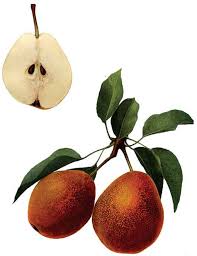 Asian pears, also known as apple pears or sand pears, are a healthy treat that combine the best qualities of apples and pears. In The Garden Key To Tasty Kieffer Pears Chillin Edible Kentucky Southern Indiana